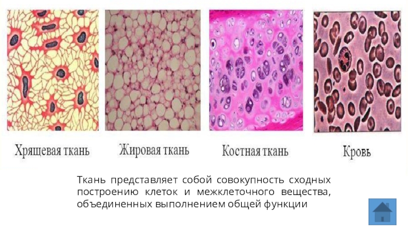 Совокупность клеток и межклеточного вещества. Соединительная ткань костная хрящевая жировая. Ткань совокупность клеток и межклеточного вещества Объединенная. Клетки хрящевой ткани называются.