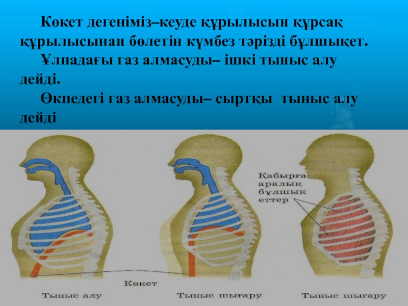 Тыныс алу презентация