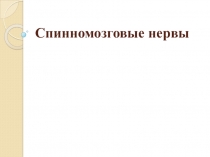 Презентация по анатомии на тему Спинномозговые нервы (9-10 класс)