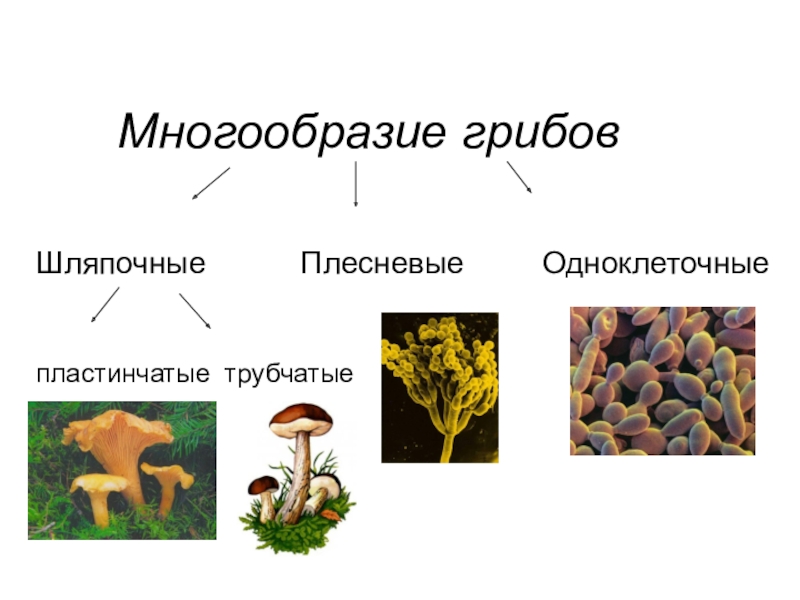 Схема многообразия грибов