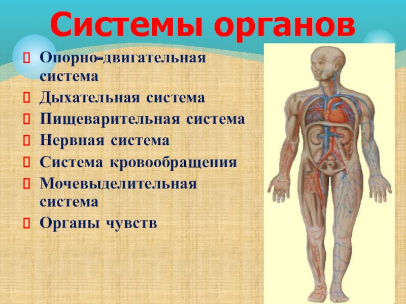 Органы из которых состоит. Системы организма человека. Си тема органов человека. Системы органов человека 4 класс. Система органов человека окружающий мир.