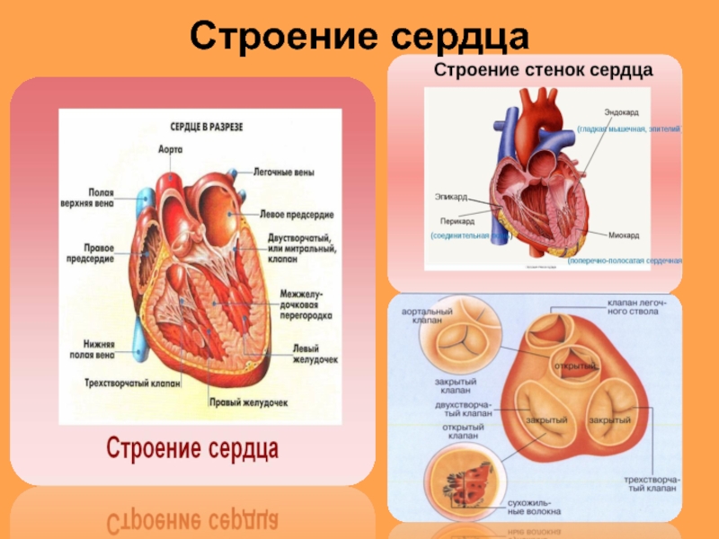 Структуры сердца фото