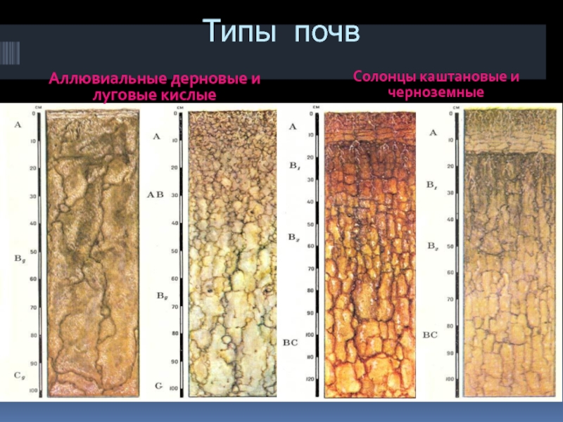 Луговая почва. Почвенный профиль дерново-аллювиальной почвы.. Луговые, Солонцы, Солонцы луговые почвы. Аллювиальные луговые почвы профиль. Профиль горных лугово-степных почв.