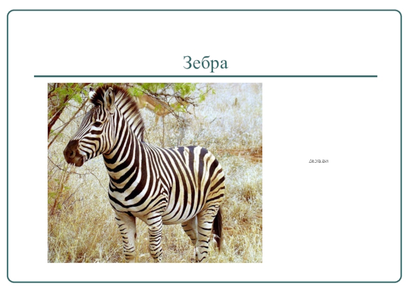 Животные 3 буква б. Скороговорка das Zebra aus Zentralafrika.