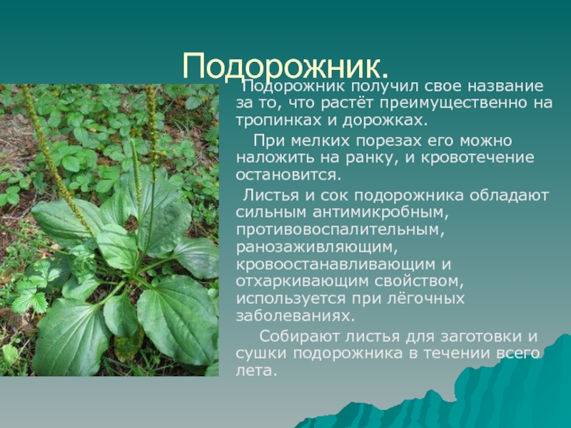 Легустра растение фото и описание
