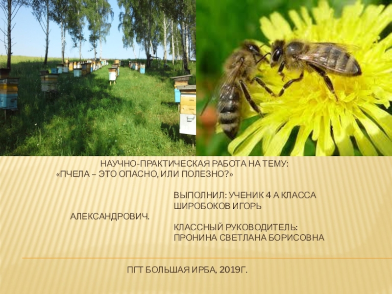 Презентация Презентация по окружающему миру по теме Пчелы