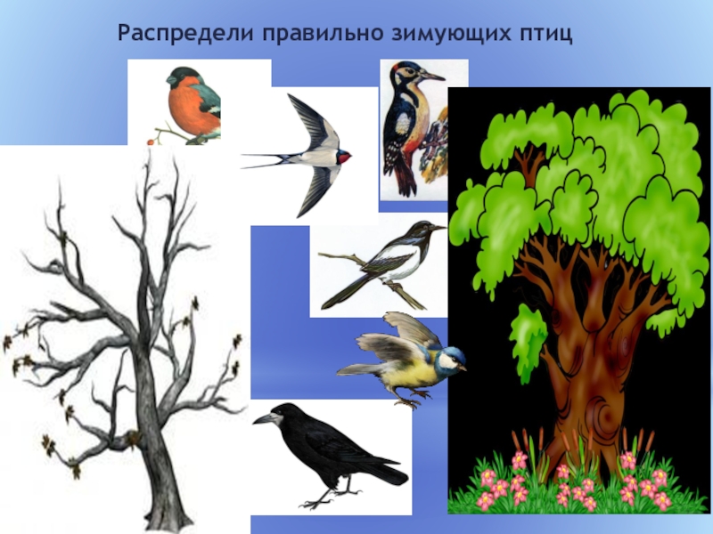 Распредели правильно зимующих птиц