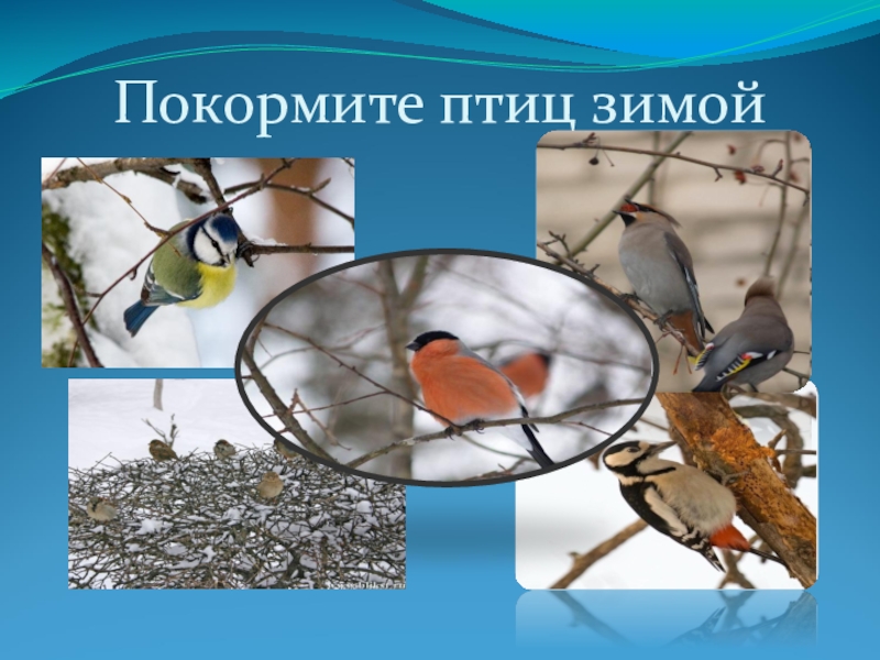Презентация Акция Покормите птиц зимой
