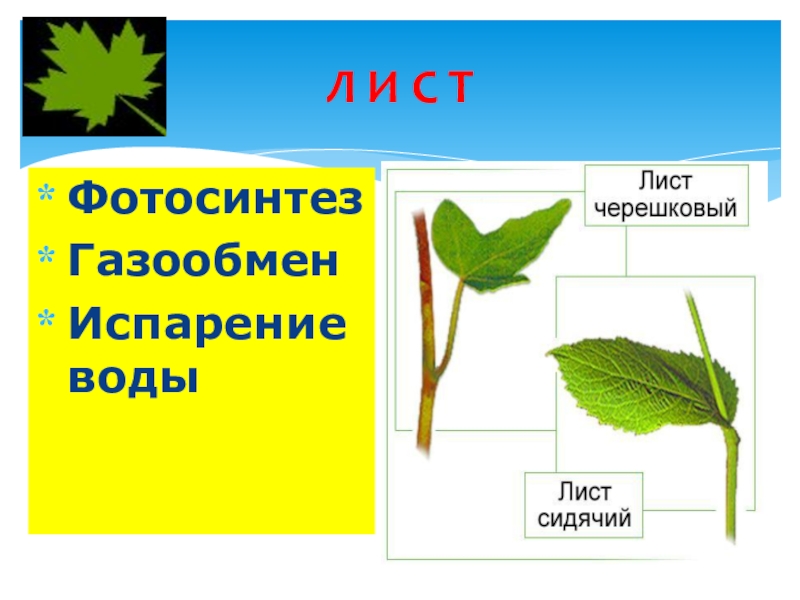 Фотосинтез газообмен. Фотосинтез это газообмен. Строение листа фотосинтез. Газообмен у растений 6 класс биология. Газообмен листа.