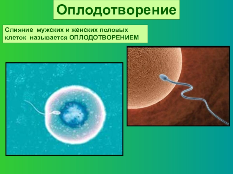 Проект на тему оплодотворение