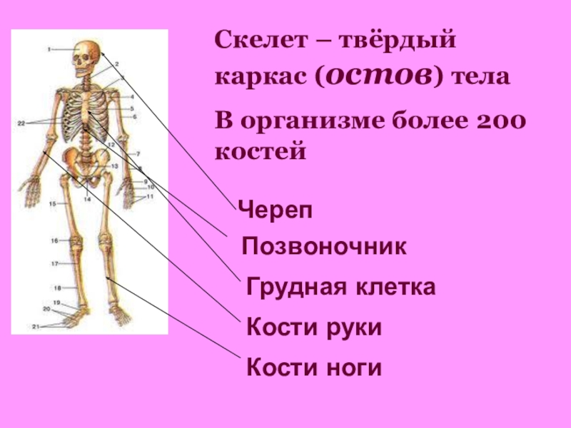 Скелет человека доклад