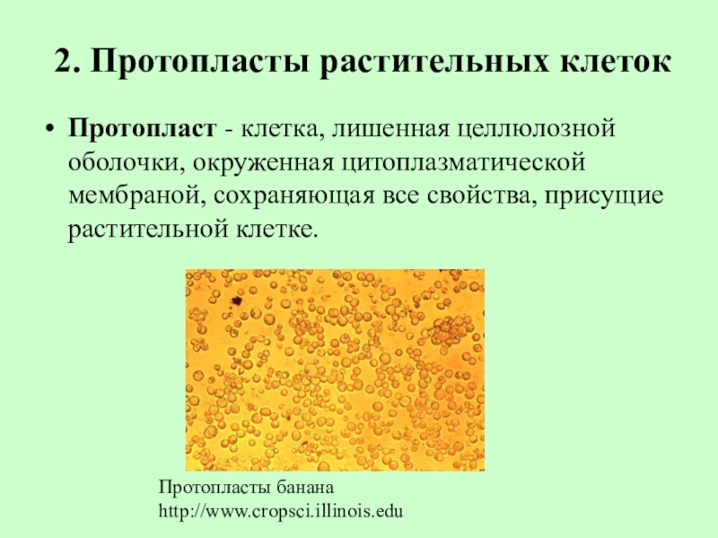 Протопласт. Протопласты. Растительный протопласт. Протопласт растительной клетки. Протопласты это бактерии лишенные клеточной стенки.