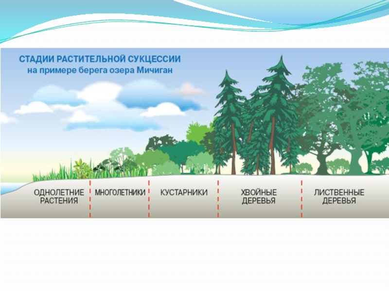 Схема изменений происходящих во время сукцессии