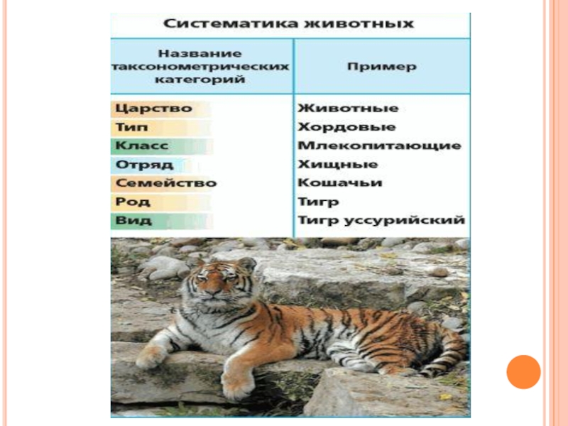 Диаграмма царство животных информатика