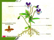 Урок 6 классПобег, его строение и развитие