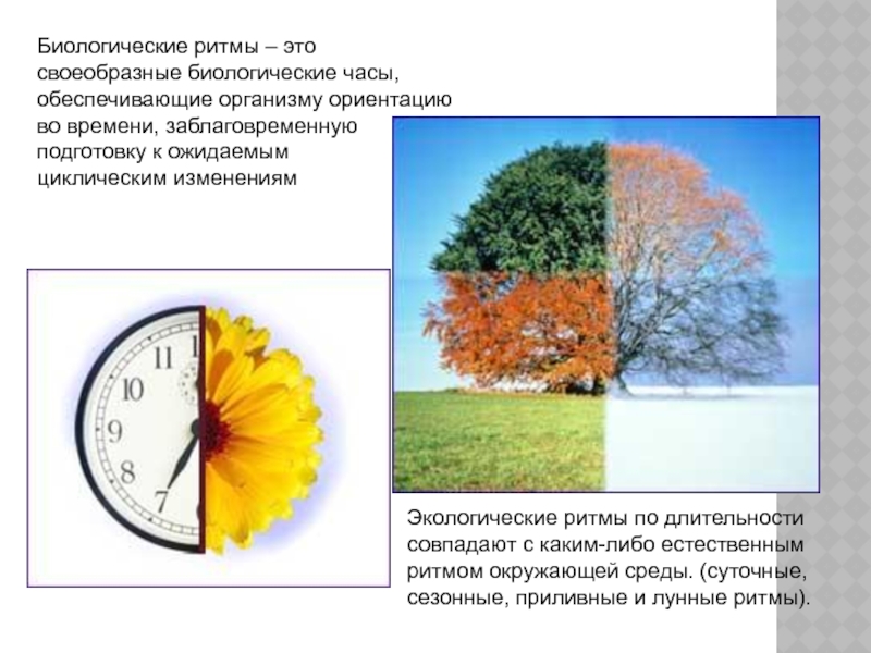 Биоритмы жизни проект по биологии