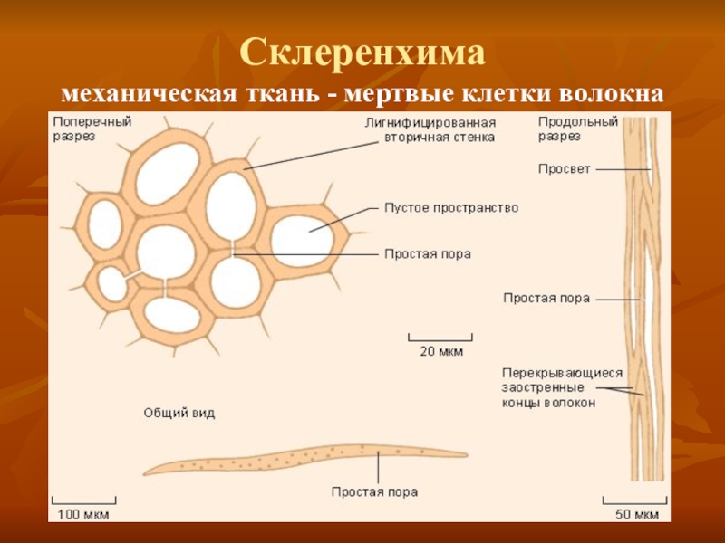 Ткани растений рисунок с подписями