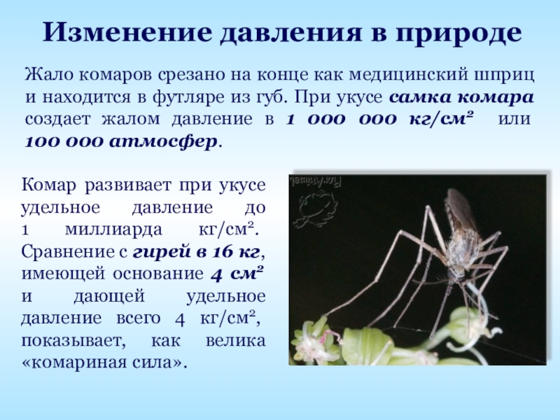 Изменение давления в природеЖало комаров срезано на конце как медицинский шприц и находится в футляре из губ.