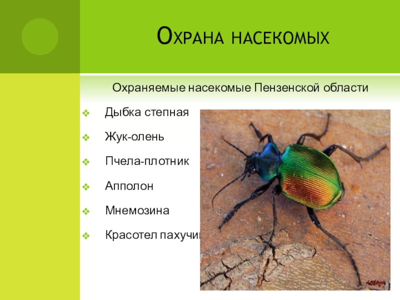 Презентация по биологии на тему насекомые