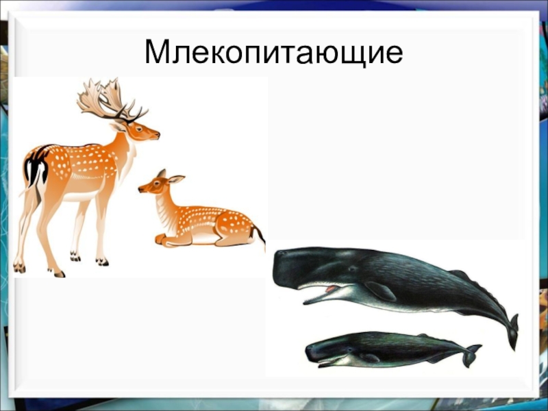 Группы млекопитающих 7. Млекопитающие 7 класс биология. Многообразие млекопитающих. Млекопитающие презентация. Класс млекопитающие 7 класс.