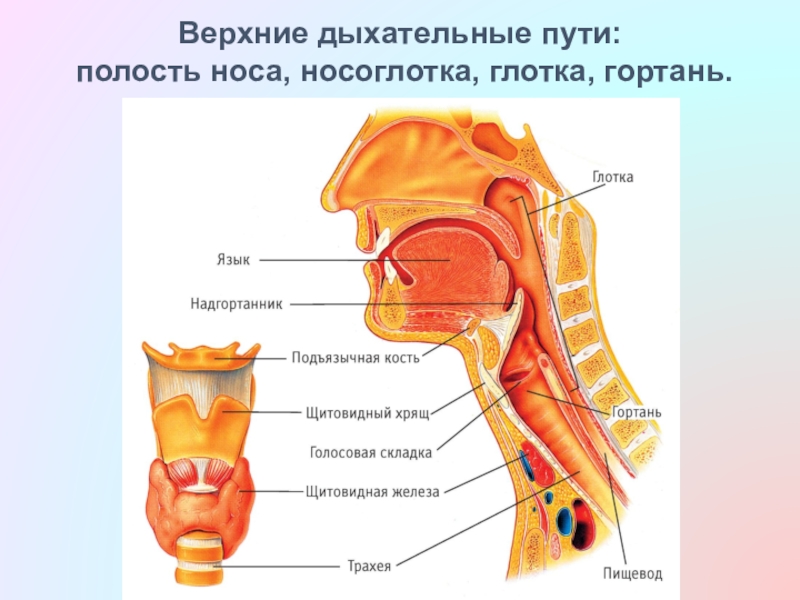 Гортань и глотка строение фото до легких и желудка