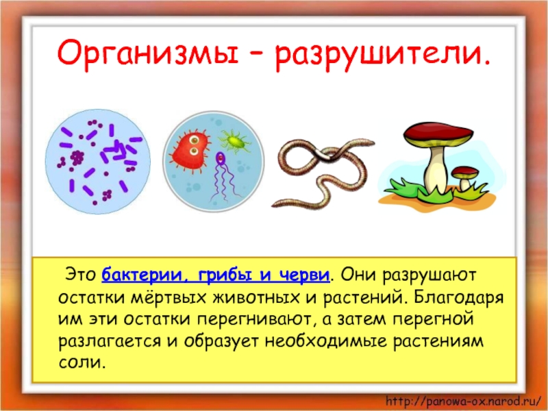 Организмы – разрушители.	Это бактерии, грибы и черви. Они разрушают остатки мёртвых животных и растений. Благодаря им эти