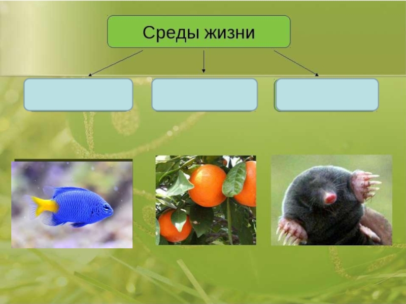 Проект по биологии 5 класс на тему среды жизни планеты земля