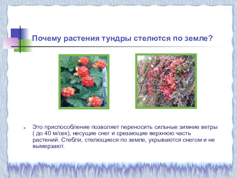 приспособления растений к условиям жизни. приспособление растений к условиям тундры. приспособление животных к условиям. приспособление животных к условиям тундры. условия приспособления растений.