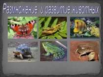 Презентация Размножение и развитие животных