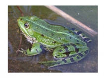 Слайды на тему Класс Пресмыкающиеся. Общая характеристика.