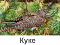 Әдәби укудан презентация. Күке.