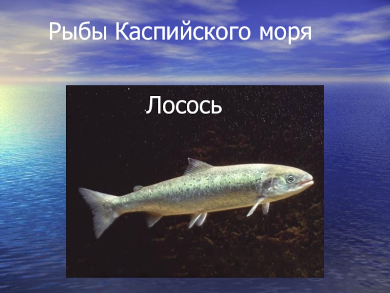 Рыбы каспийского моря фото и названия