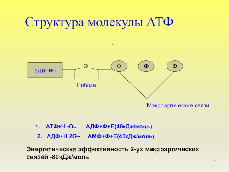 Элемент входящий в состав атф