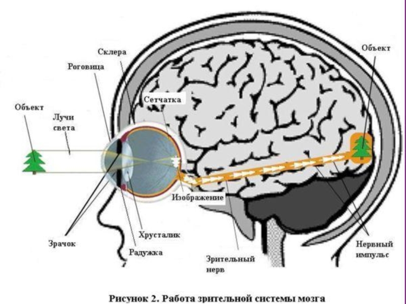 Изображение объекта находящегося перед глазами это