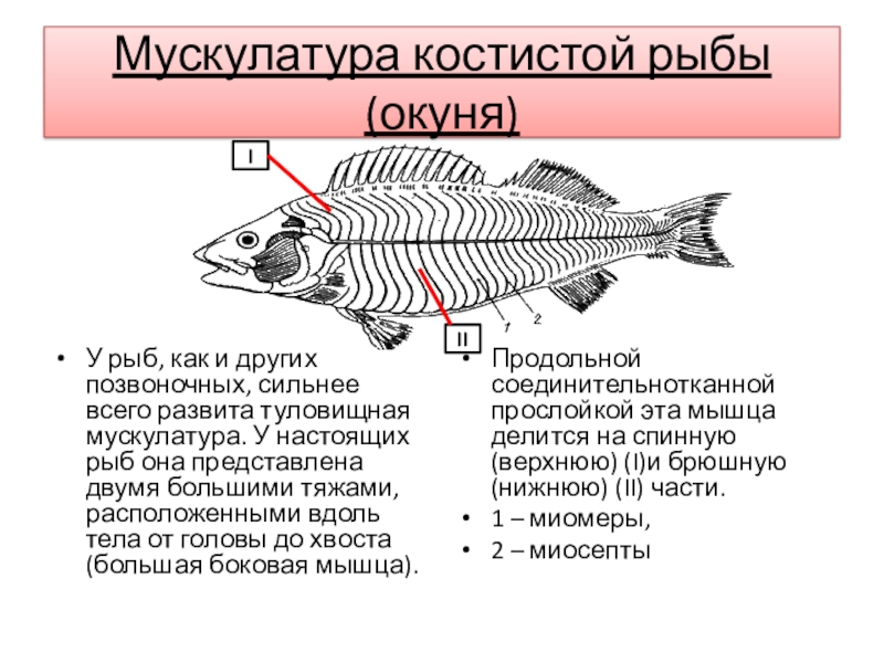 Мышцы рыбы строение