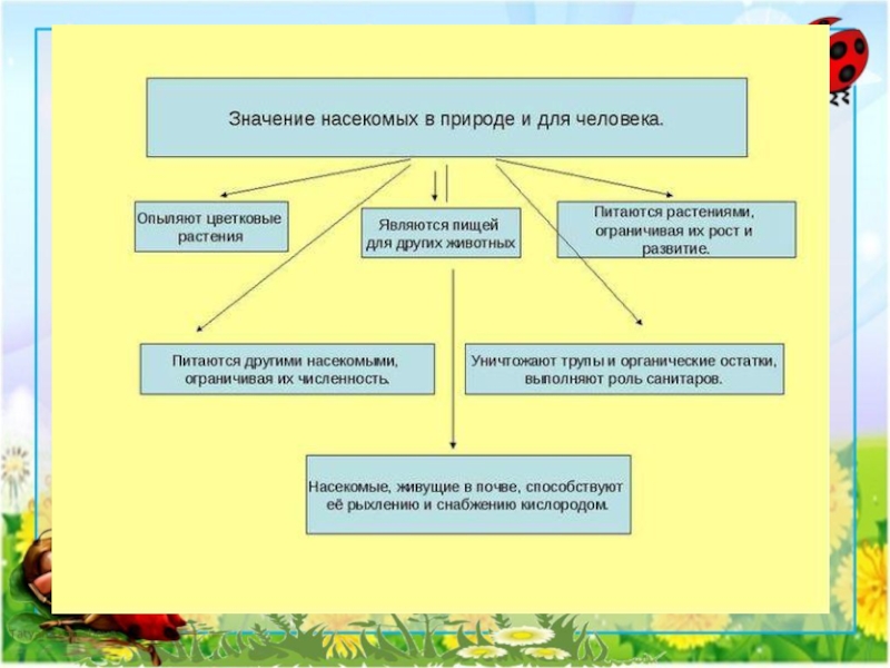 Составьте схему роль животных в природе