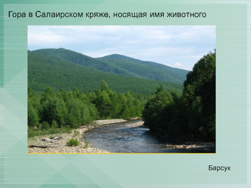 Вид животного охраняется в донецком кряже. Салаирский Кряж гора барсук. Гора барсук Кемеровская область. Гора барсук Прокопьевск. Гора барсук в Салаирском кряже,.