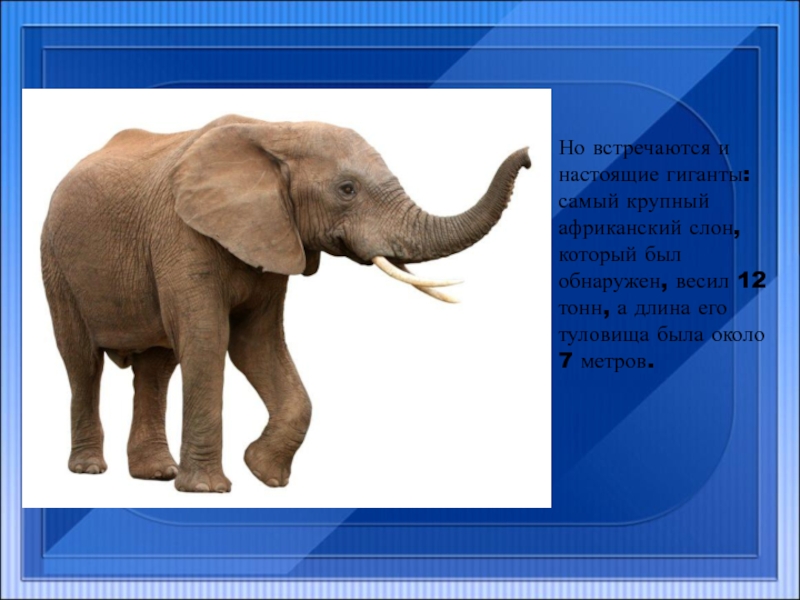 Но встречаются и настоящие гиганты: самый крупный африканский слон, который был обнаружен, весил 12 тонн, а длина