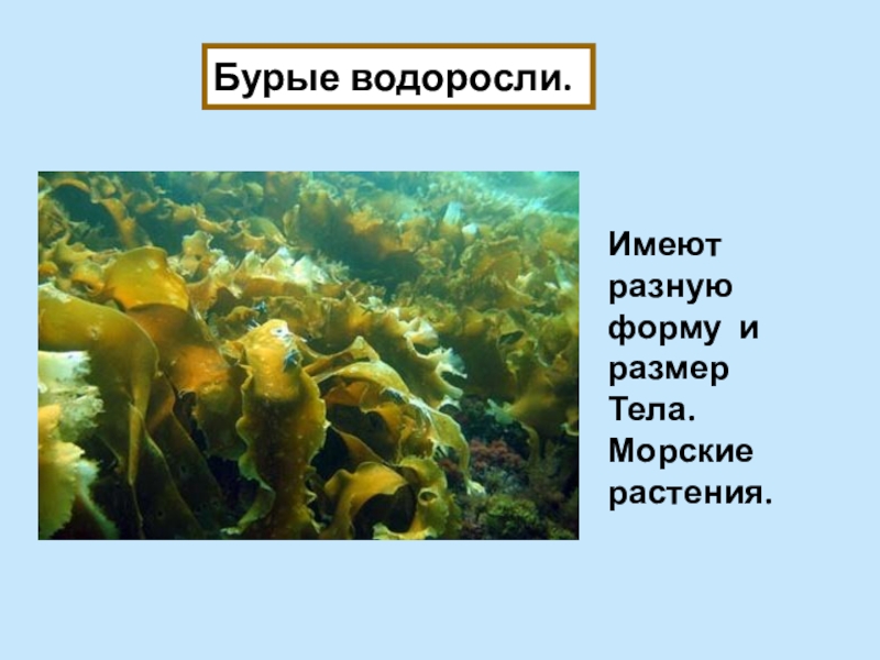 Бурые водоросли имеют корни