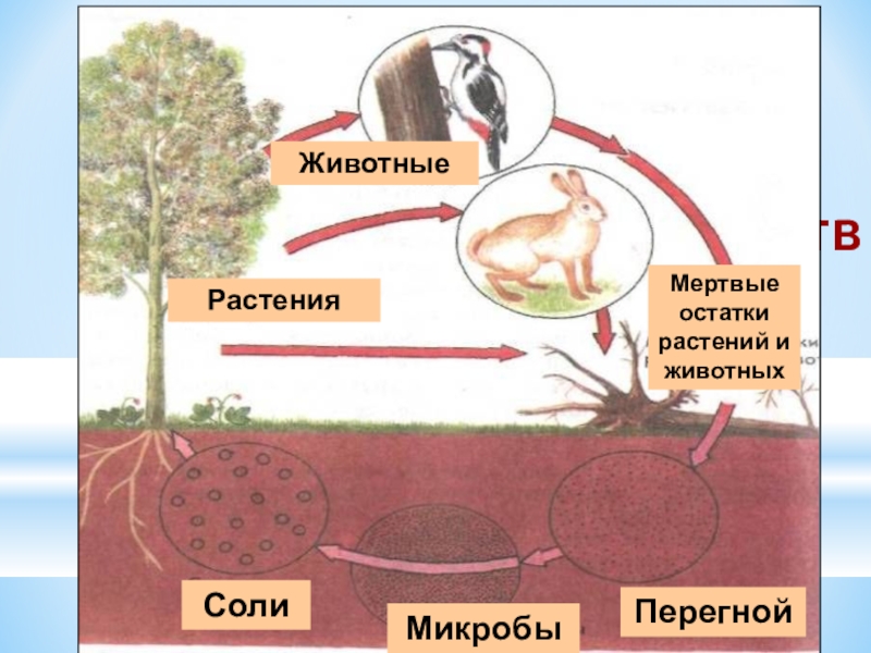 В круговороте веществ бактерии выполняют роль. Круговорот веществ в при. Схема круговорота веществ. Круговорот веществ в почве. Круговорот веществ в природе схема.
