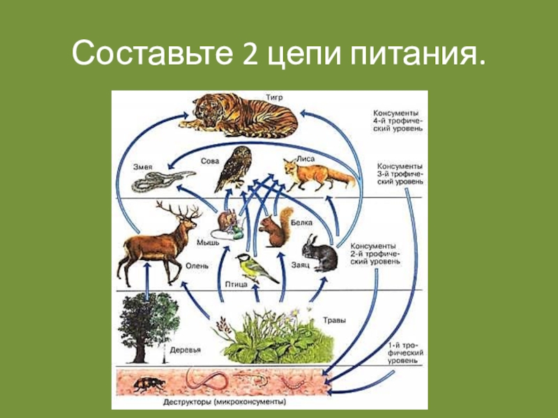 Биологические связи в природе 9 класс презентация