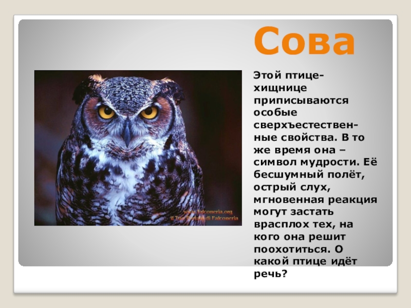 Сова как символ мудрости картинка