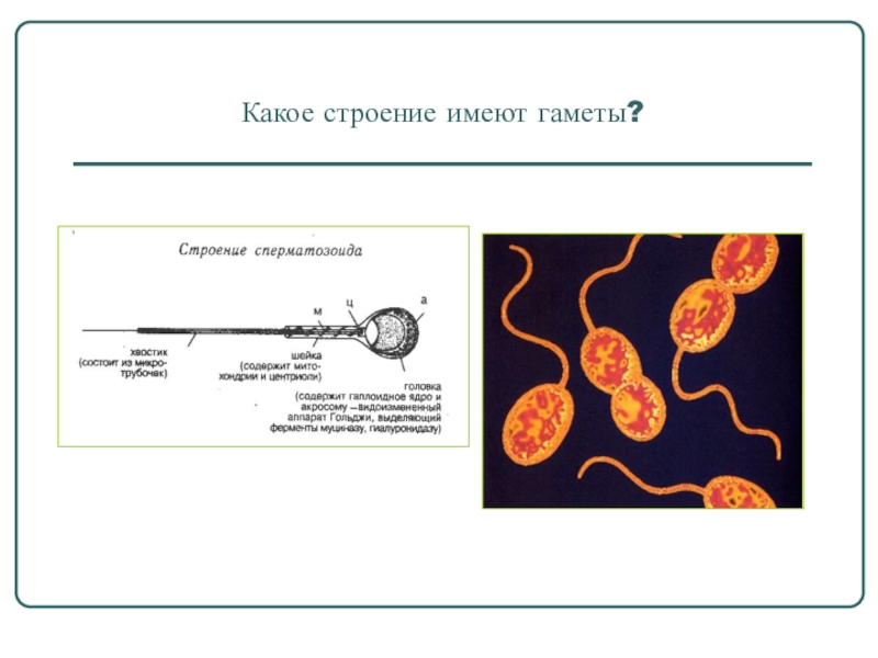 Строение гамет рисунок