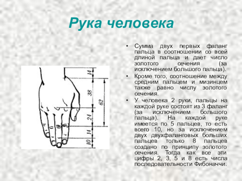 На рост на пальце руки. Золотое сечение руки человека. Золотое сечение кисть руки. Пропорции руки человека. Золотое сечение в кисти человека.