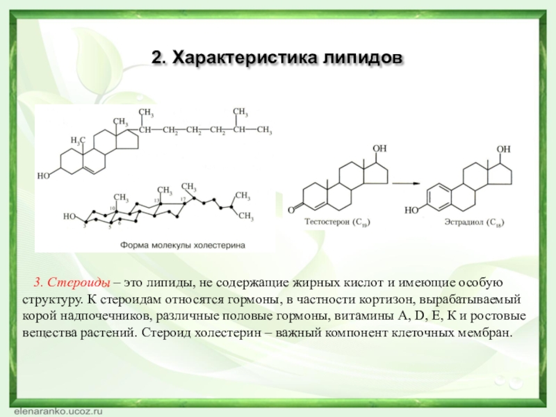 3. Стероиды – это липиды, не содержащие жирных кислот и имеющие особую структуру. К стероидам относятся гормоны,