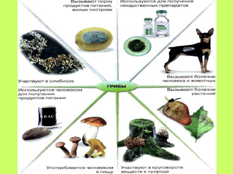 Вызывает порчу продуктов. Заболевания вызываемые грибами. Грибы вызывают болезни у животных и человека. Болезни вызываемые грибками. Болезни человека вызванные грибами.
