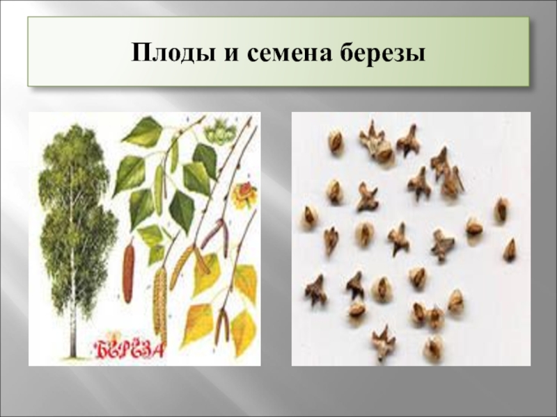 Как выглядят семена деревьев фото и названия