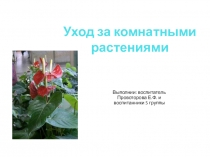 Как правильно ухаживать за комнатными растениями