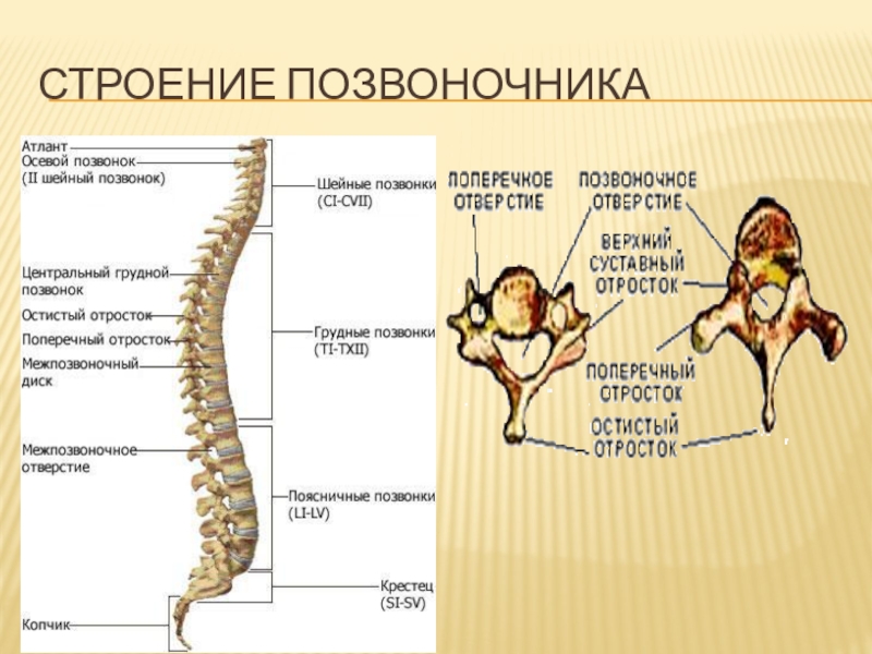 Особое строение. Строение позвоночных. Строение спины кости. Особенности строения позвоночника человека. Тип костей позвоночника.