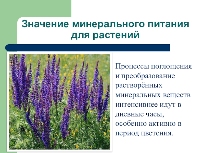 Каково значение веществ в. Значение минерального питания для растения. Значение Минеральных веществ для растений. Минеральное питание. Значение питания для растений.